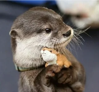 Sticker from Otter love