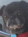 😐 emoji Pug =)) @pistolwhip Telegram sticker 14 of 79