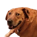😁 emoji doggos Telegram sticker 23 of 30