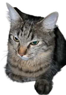😒 emoji Chupa Telegram sticker 21 of 35