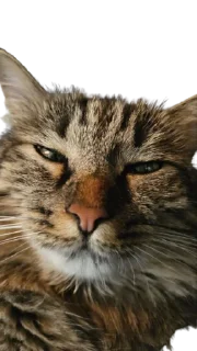 😑 emoji Chupa Telegram sticker 24 of 35