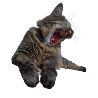 😡 emoji Chupa Telegram sticker 6 of 35