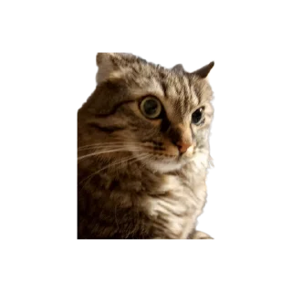 😤 emoji Chupa Telegram sticker 22 of 35