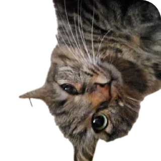🤨 emoji Chupa Telegram sticker 12 of 35