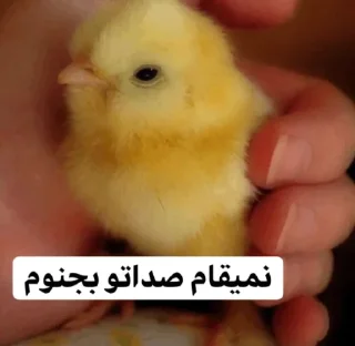 🙄 emoji So🌸asl🐣 Telegram sticker 18 of 91