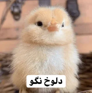 😠 emoji So🌸asl🐣 Telegram sticker 13 of 91