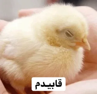 😴 emoji So🌸asl🐣 Telegram sticker 8 of 91