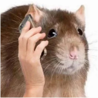 📞 emoji Take this rat! Telegram sticker 13 of 30
