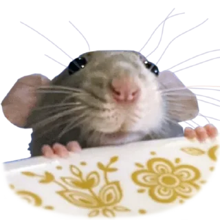 🥺 emoji Take this rat! Telegram sticker 16 of 30