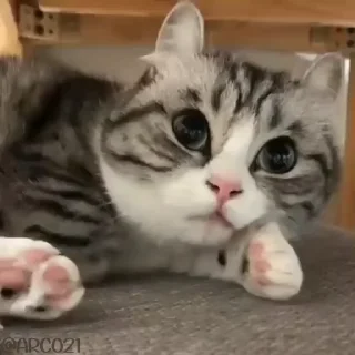 😪 emoji @stjckers شماره مجازی ارزان👉🏼 @Majazinoo_accbot Telegram sticker 24 of 120
