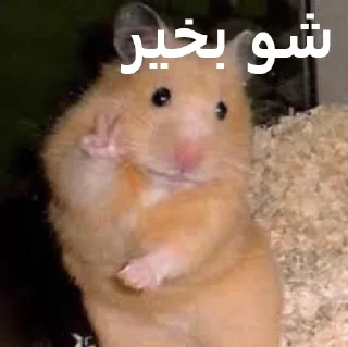 👋 emoji ممد کوچولو ها🐹 Telegram sticker 14 of 99