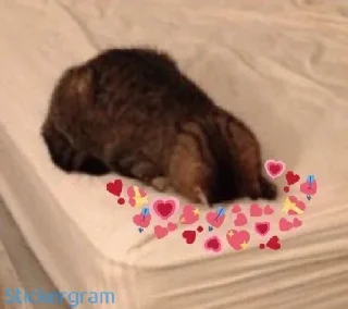 💜 emoji ما عندي اسم 👀❤️ Telegram sticker 13 of 120