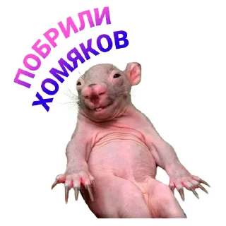 ☺️ emoji Подпишись 👉🏼 @cryptovillage Telegram sticker 8 of 21