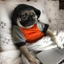 🤓 emoji Pug =)) @pistolwhip Telegram sticker 17 of 79