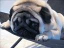 ☹ emoji Pug =)) @pistolwhip Telegram sticker 9 of 79