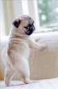🍑 emoji Pug =)) @pistolwhip Telegram sticker 23 of 79