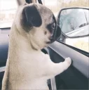 ☹ emoji Pug =)) @pistolwhip Telegram sticker 6 of 79