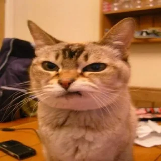 😒 emoji Sad cat memes Telegram sticker 20 of 28