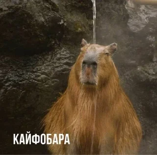 🌟 emoji Капибары :: @IbremMiner837 Telegram sticker 9 of 26