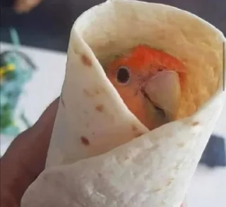 🐔 emoji Suck Telegram sticker 6 of 37