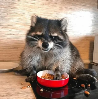 🦝 emoji Age of Racoons (pt3) @Marco9559 Telegram sticker 14 of 61