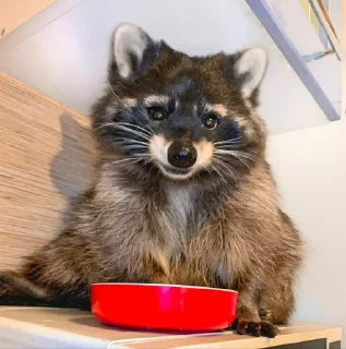 🦝 emoji Age of Racoons (pt3) @Marco9559 Telegram sticker 24 of 61