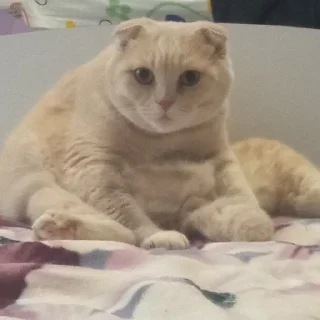 🤨 emoji Мирного рішення не буде Telegram sticker 11 of 11