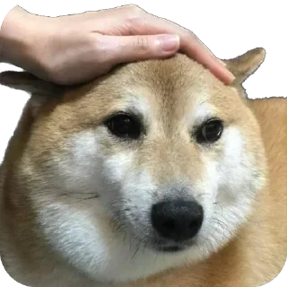🤗 emoji Doge 🐶🐕 Telegram sticker 6 of 120