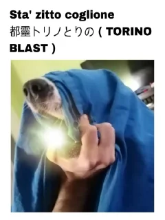 🔥 emoji Basta Terroni Telegram sticker 15 of 21