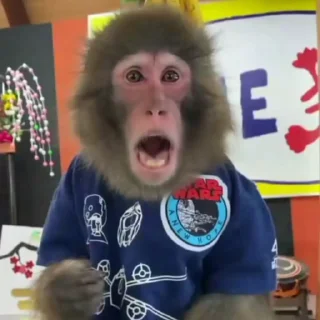 🐵 emoji Scimmie Telegram sticker 15 of 23
