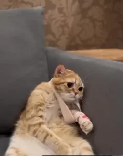 Sticker from Meow