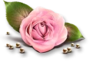 Sticker from @LoveoopS_art : Flowers