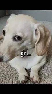 🐶 emoji Marek era 4 Telegram sticker 19 of 47