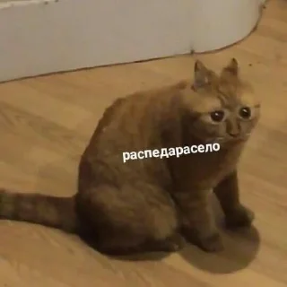 🤡 emoji У меня нет проблем Telegram sticker 12 of 97