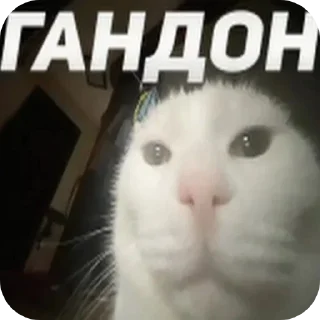 🐱 emoji Просто стик Telegram sticker 16 of 22