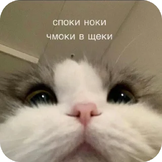 🐱 emoji Просто стик Telegram sticker 15 of 22