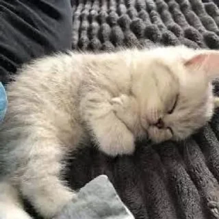🛌 emoji Звёздочка Telegram sticker 7 of 12