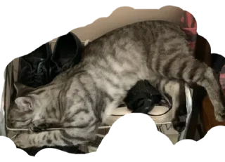 😵 emoji DalygattodiAlexa Telegram sticker 6 of 20