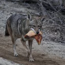 🍕 emoji Coyote faces Telegram sticker 18 of 18