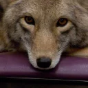 😶 emoji Coyote faces Telegram sticker 7 of 18