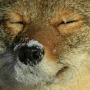 ❄ emoji Coyote faces Telegram sticker 1 of 18