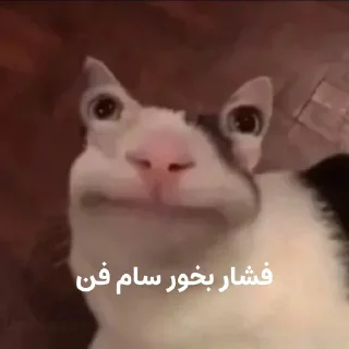 😐 emoji گربه روانی سخنگو Telegram sticker 12 of 16