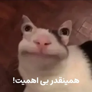 😐 emoji گربه روانی سخنگو Telegram sticker 10 of 16