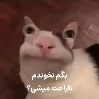 😐 emoji گربه روانی سخنگو Telegram sticker 7 of 16