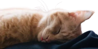🌟 emoji Blep :p Telegram sticker 14 of 16