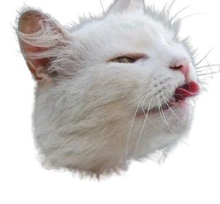 🌟 emoji Blep :p Telegram sticker 8 of 16