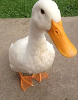 🤨 emoji 🦢Swanbutgoose🪿 Telegram sticker 17 of 77