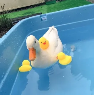 🛀 emoji 🦢Swanbutgoose🪿 Telegram sticker 12 of 77