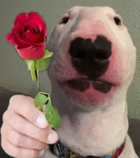 🌹 emoji McCloud Shitty pack Telegram sticker 16 of 32