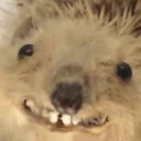 🦔 emoji Nigga Telegram sticker 5 of 15